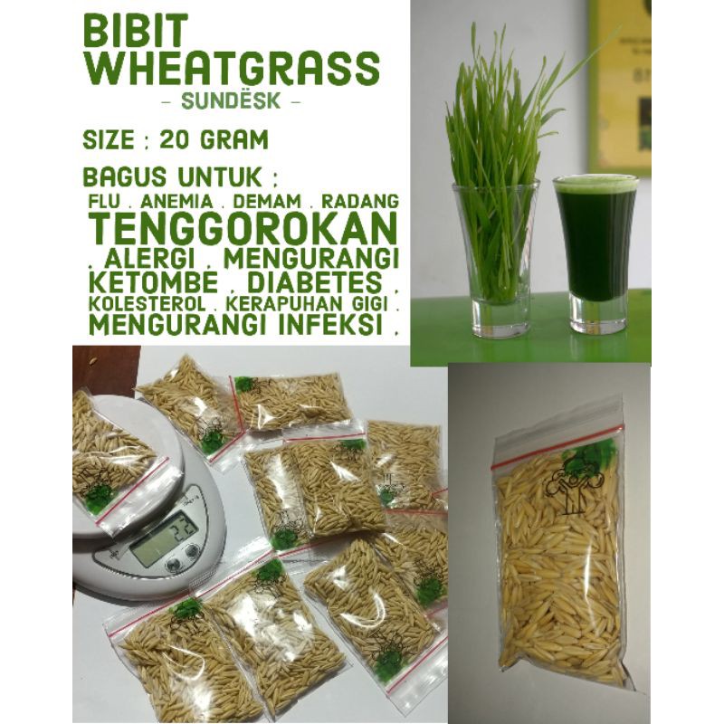 Bibit Wheatgrass