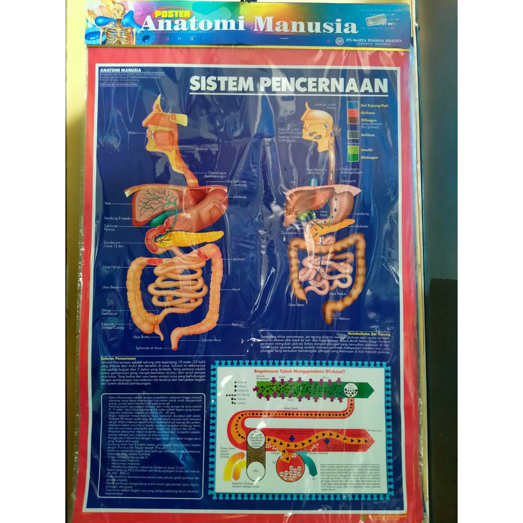 Jual Poster Anatomi Manusia Sistem Pencernaan Karya Pembina