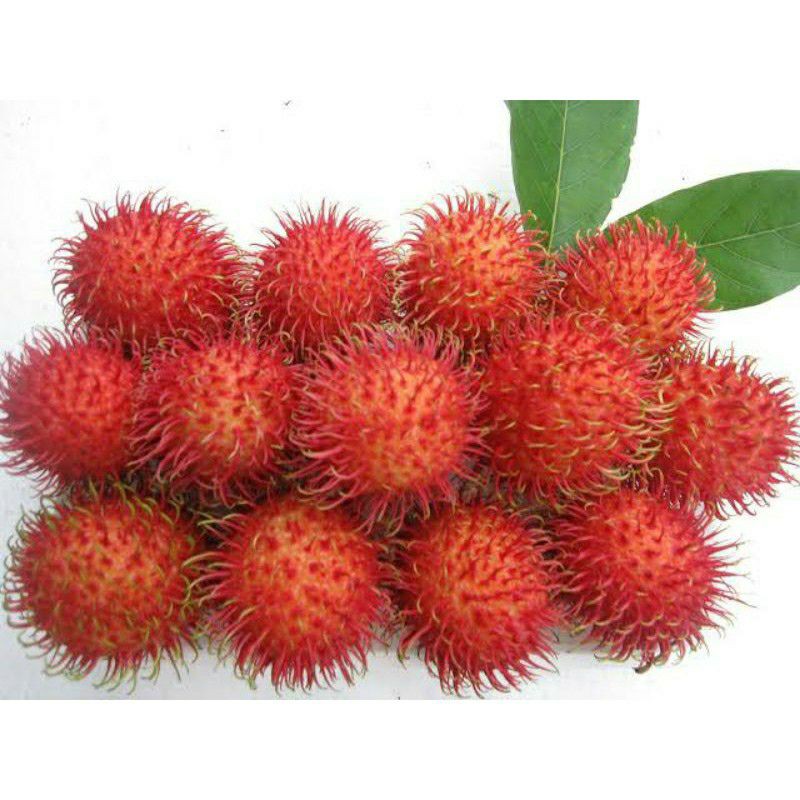 

Buah Rambutan