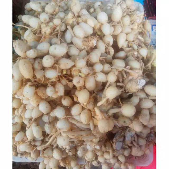 

Buah kunyit putih segar 20kg.Buah kunir putih