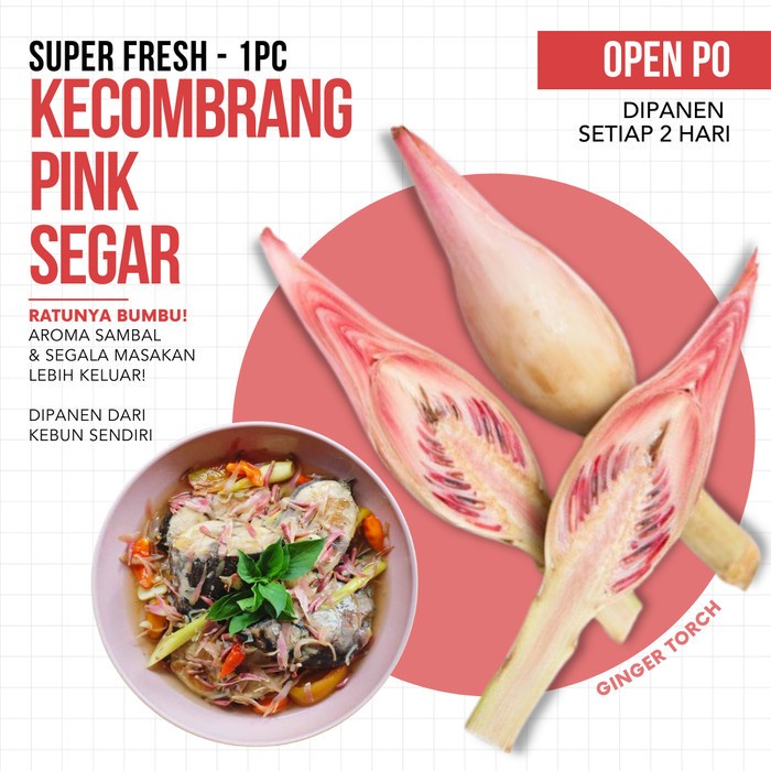 [500 gr] Baru Panen! Bunga Kecombrang Pink Merah Muda / Kicung Segar (TERMURAH)