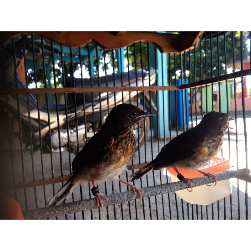 Trotolan murai batu betina