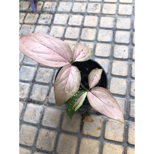 syngonium red spot tricolor redspot tricolor