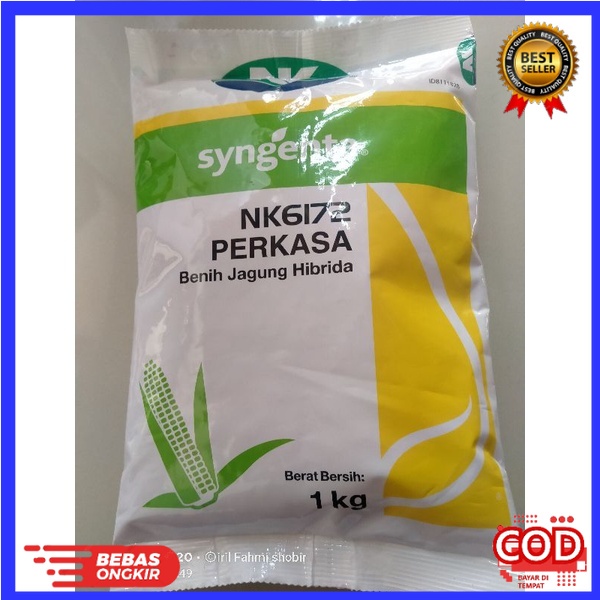 QUWALITY benih jagung Hibrida  PERKASA SYNGENTA NK 6172