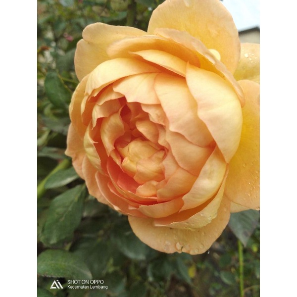 BIBIT MAWAR RAMBAT IMPORT LADY OF SHALOT