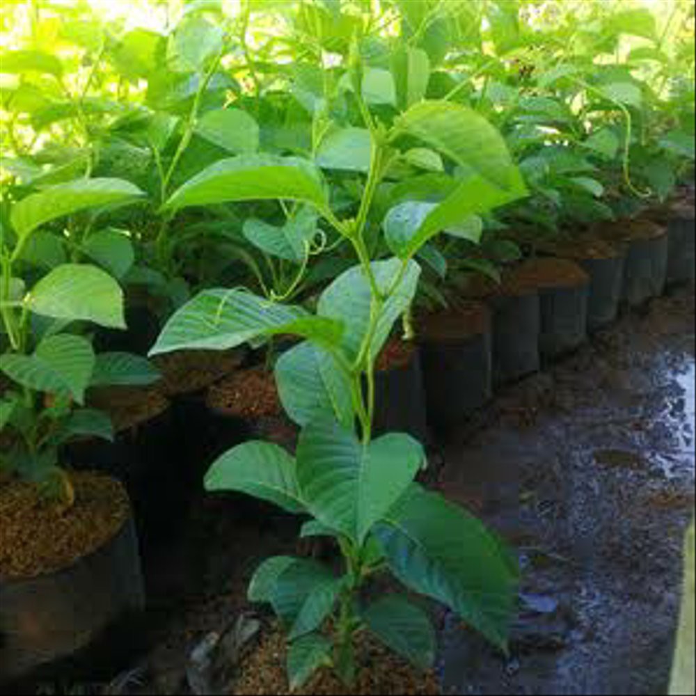 Markisa Jumbo Bibit Tanaman Buah Markisa Bibit Markisa Pohon Markisa