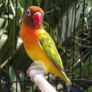 Burung Lovebird Adeeva Point Green Series Dewasa Betina