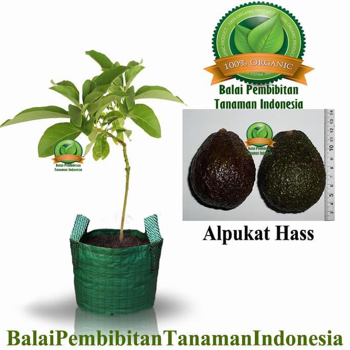BIBIT ALPUKAT HASS / BIBIT BUAH / TANAMAN ASLI