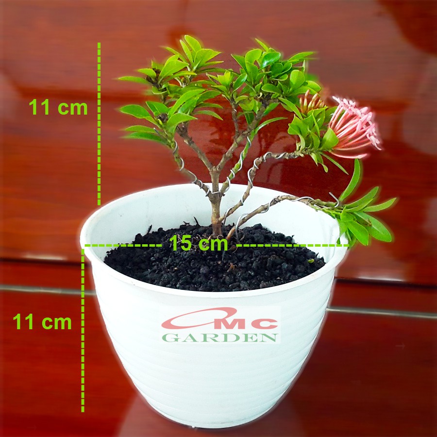 Tanaman Hias Bonsai Mame Soka Mini Asoka Jepang Ixora Pink Jambon Merah Muda B-SMP-003