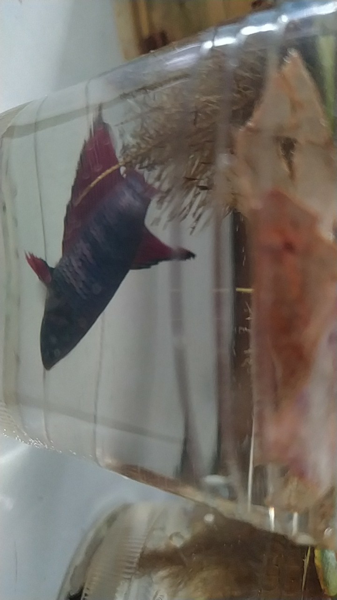 Cupang Halfmoon Selaye Rostail Siap Telur Atau Siap Kawin