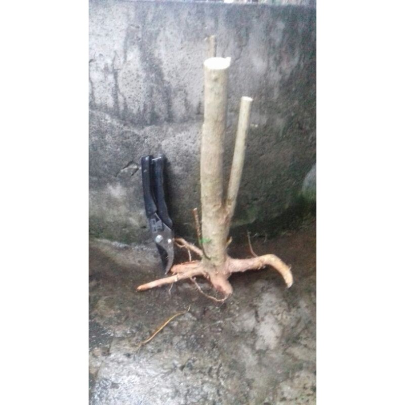 bahan bonsai wahong