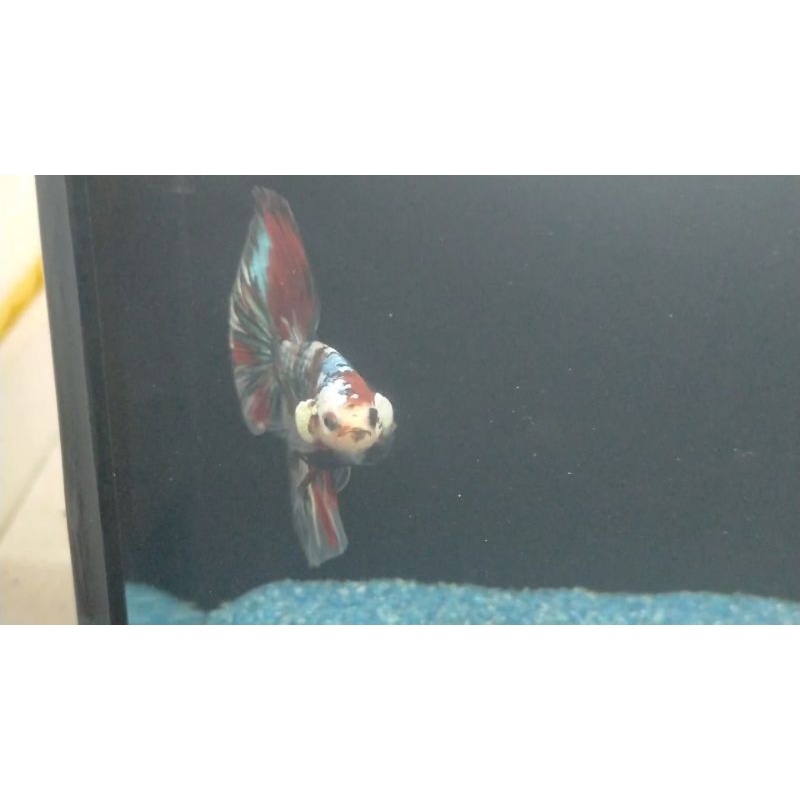 HM Red Koi Copper Gold