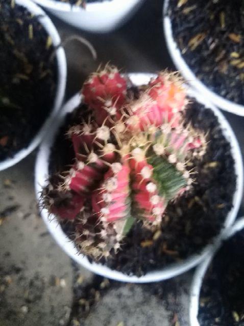 Kaktus Gymno Paket Sultan Dipot 10cm