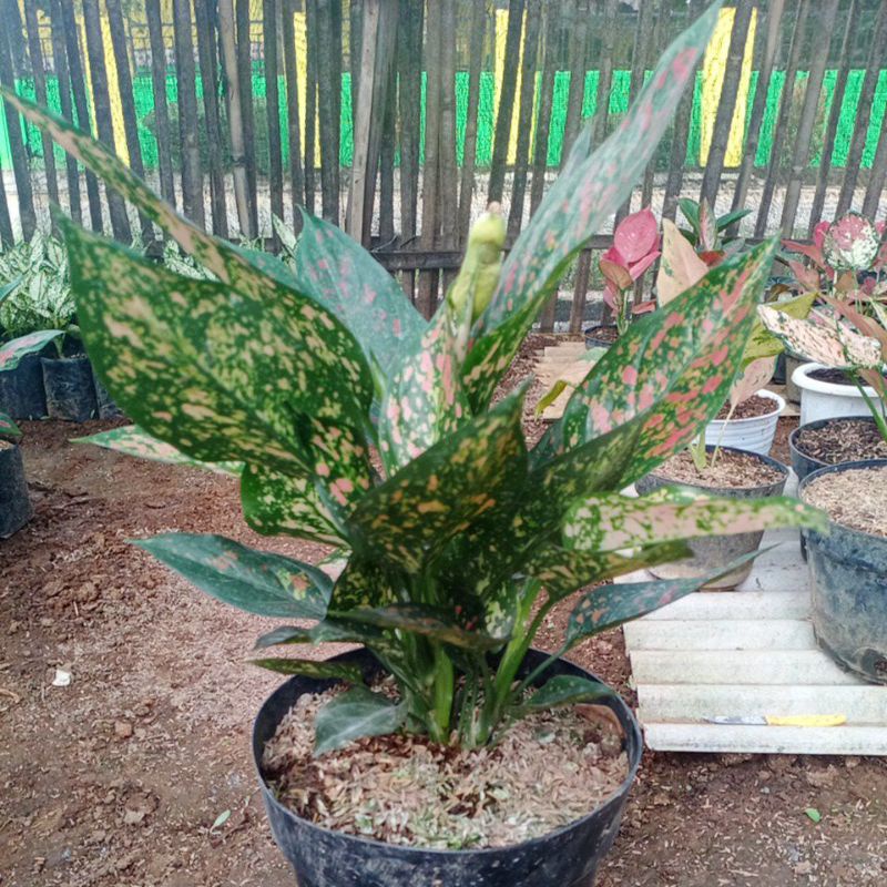 aglaonema ruby garuda rumpun