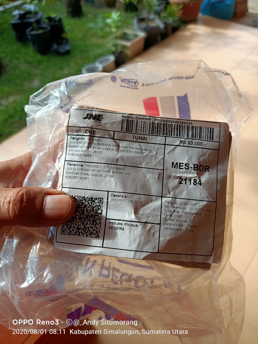 Kaktus Mickey Mouse Putih