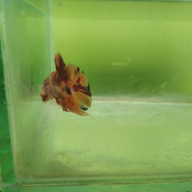 cupang hias nemo leopard