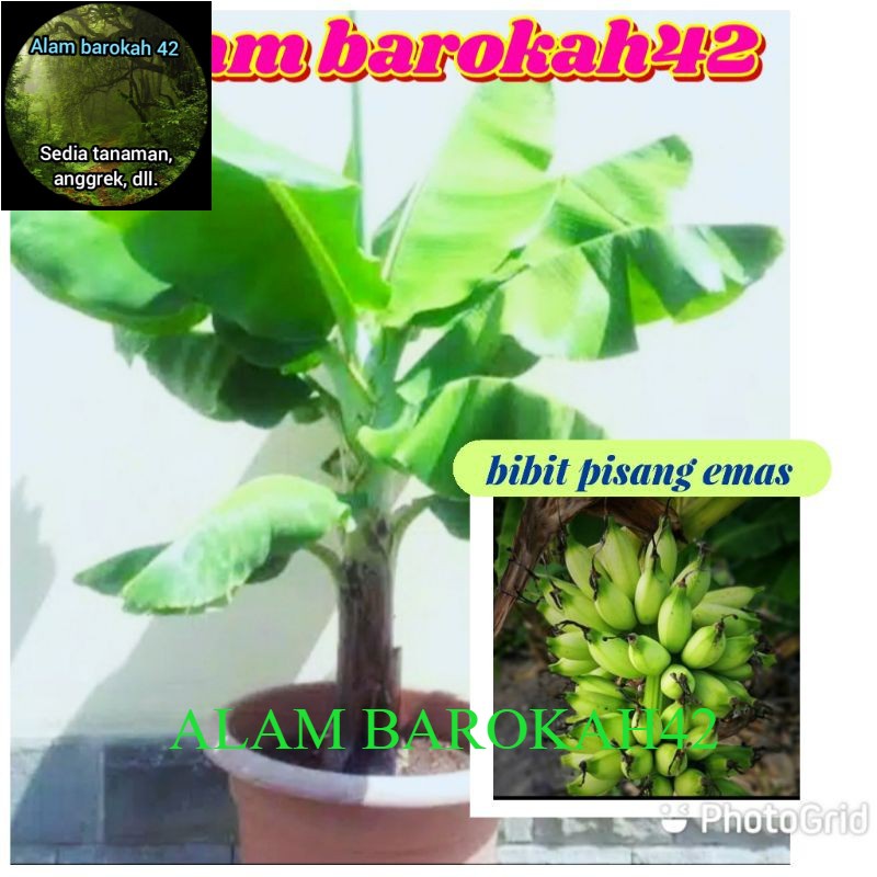 BIBIT pisang mas Kirana_Pohon pisang mas Kirana kwalitas terbaik