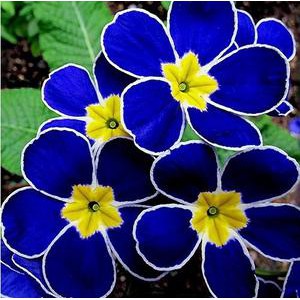 Promo Biji Bunga Blue Europan Primrose jB0oJzhYWyZJ