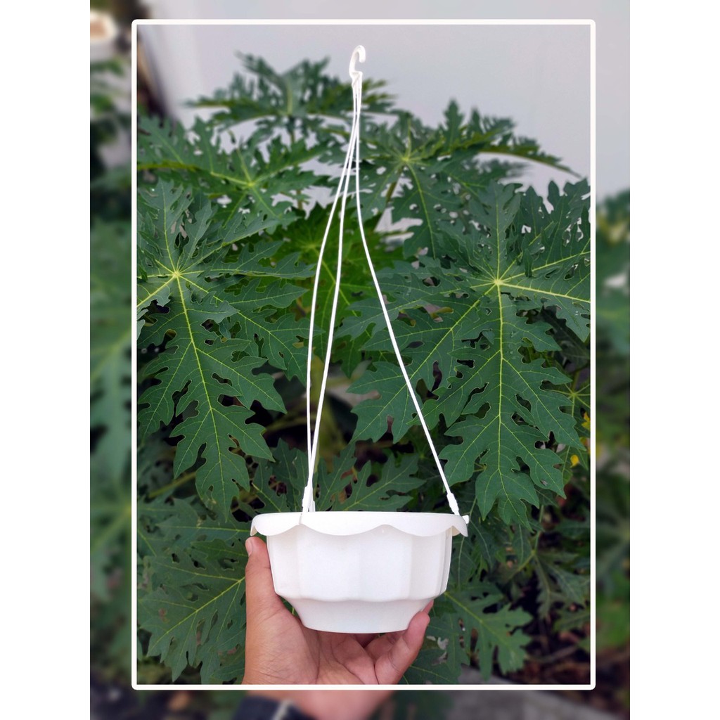 Pot Bunga Gantung Cendana 16 Cm By Garden Of Love Pot Gantung Dahlia Pot Gantung Plastik Putih Murah