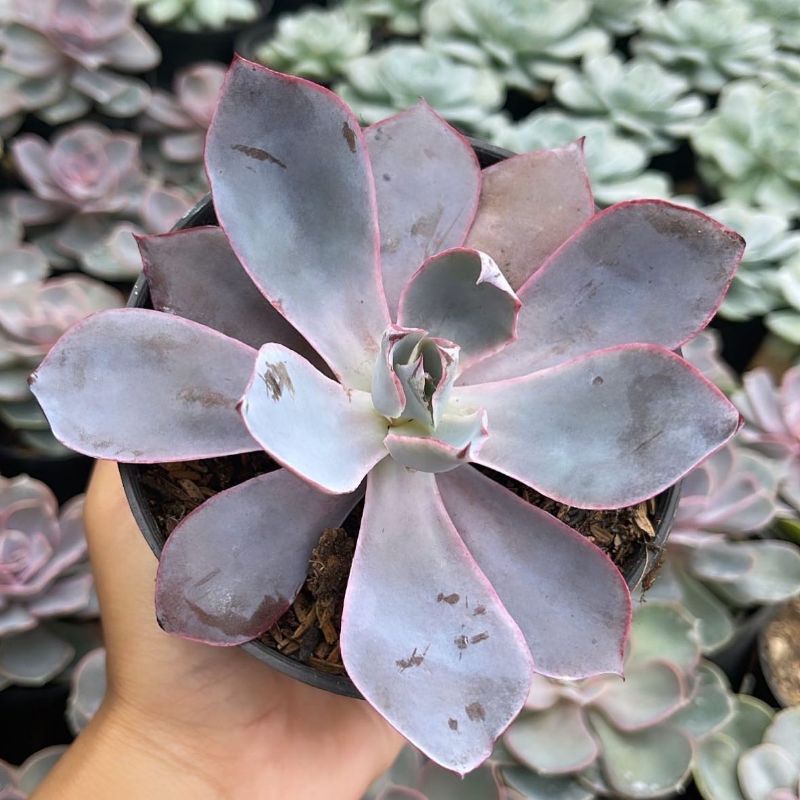 Sukulen Echeveria After Glow