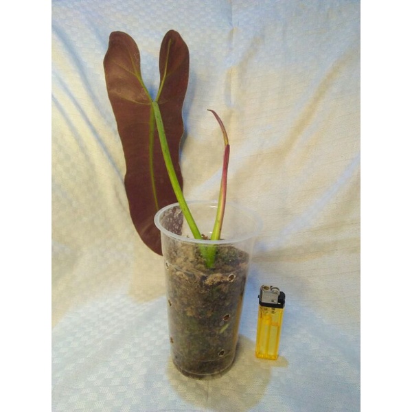 Philodendron atabaphoense/Philodendron atabapoense/mirip spiritus sancti/1 daun 1 tunas