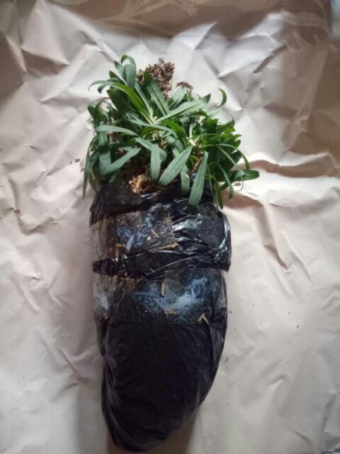 Tanaman Hias Anyelir Dianthus Merah