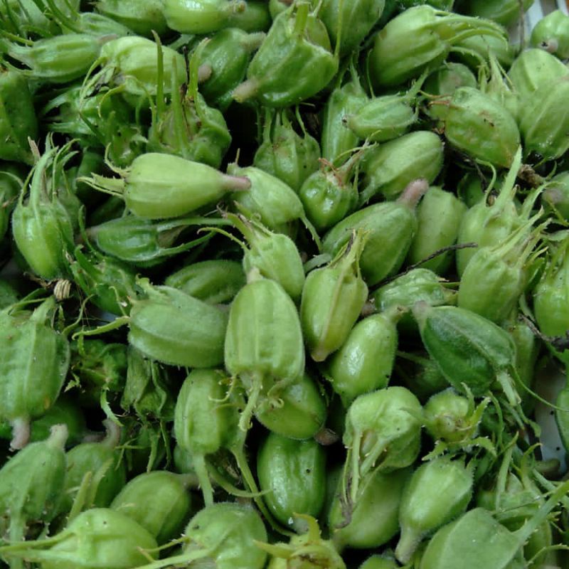 

Buah kitolod segar per paket isi 100 biji super-az