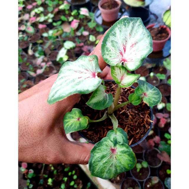 Tanaman Hias Caladium Keladi Hias Flying Garuda Pink Caladium Srirejeki Shopee Indonesia