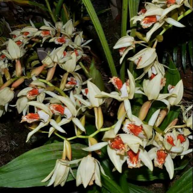 coelogyne asperata