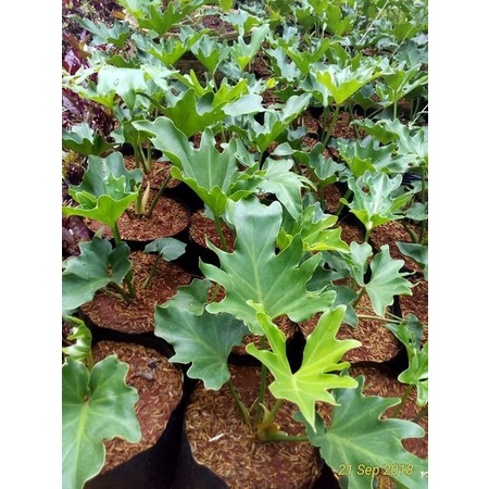 Tanaman Hias Philodendron Selloum Pohon Dendron Philo Jari Selloum