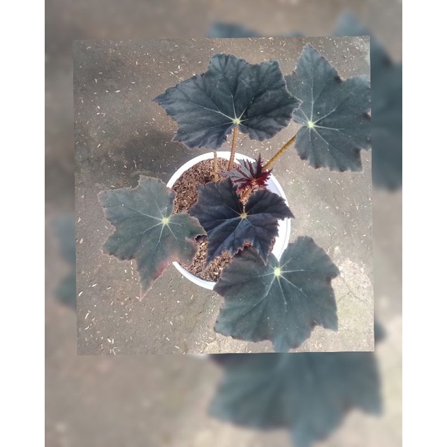 begonia black Velvet