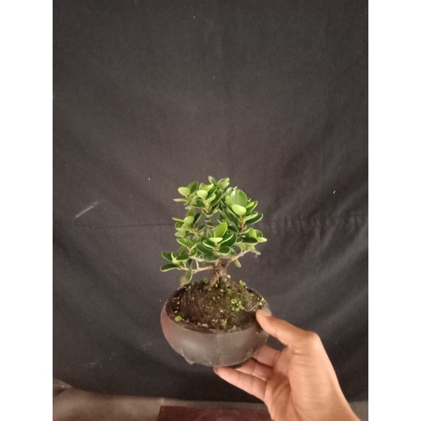 Jivara56 Bonsai Mame,Dolar Mangkok/Dolar Mikro,Sudah Rimbun Free Pot,Sesuai Gambar Tinggal Pajang..