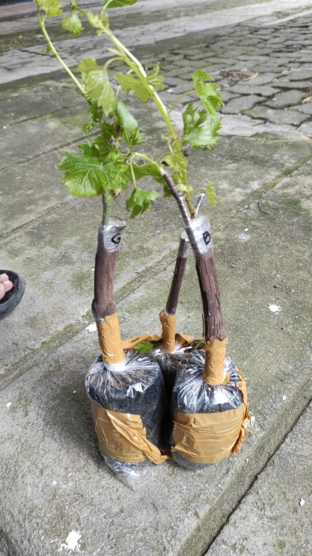 Bibit Anggur Import Bogema (grafting)