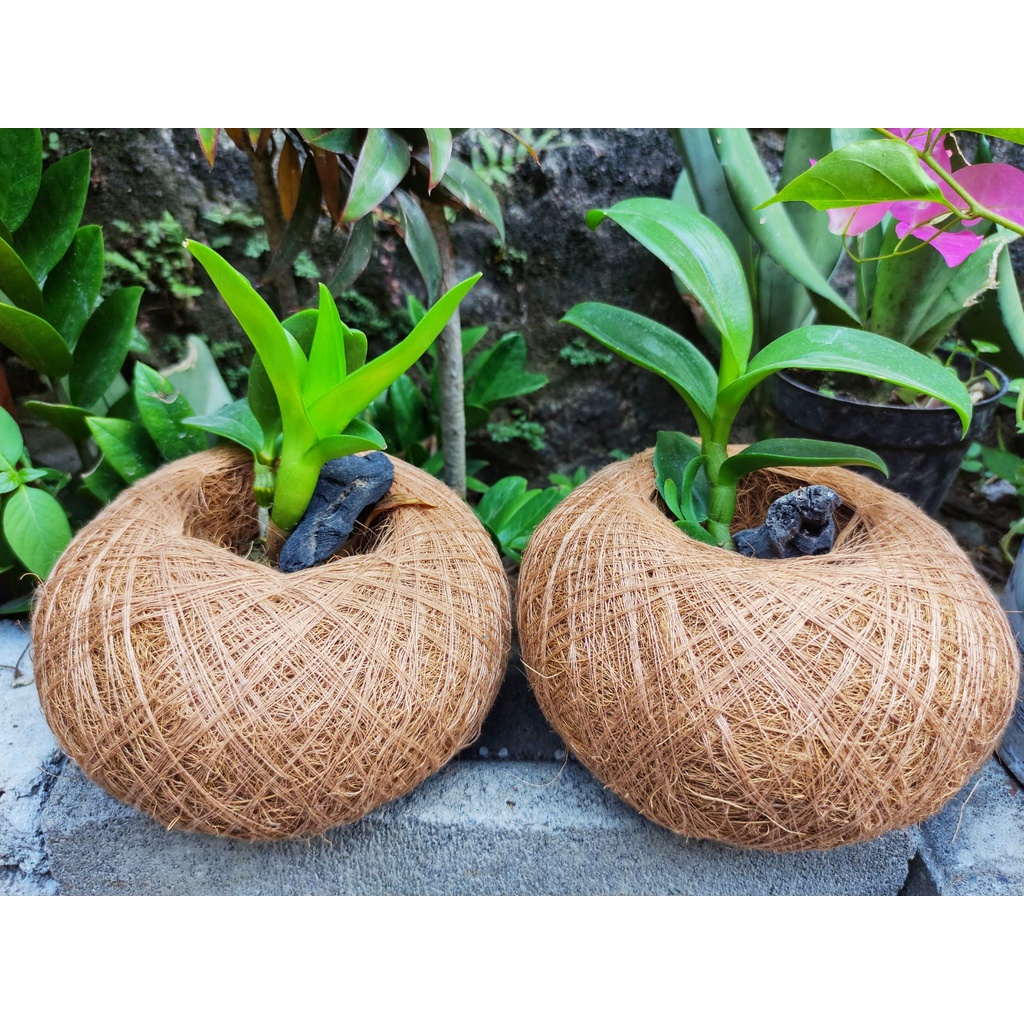 POT KOKEDAMA POT MEJA SIAP PAKAI DARI COCOFIBER SABUT KELAPA UNTUK HIASAN MEJA KANTOR MAUPUN CAFE