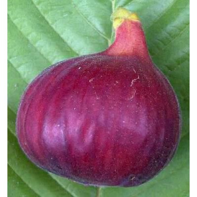 Obral Bibit Pohon Tin Jenis Red Palestine Buah Manis dan Besar Tanaman Pohon Tin Merah