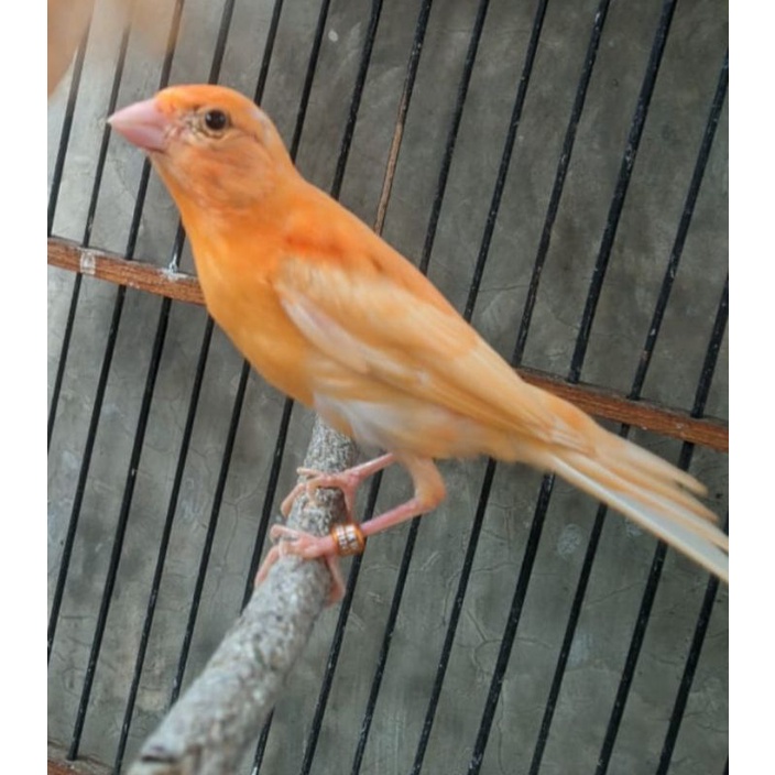 anakan.kenari merlok