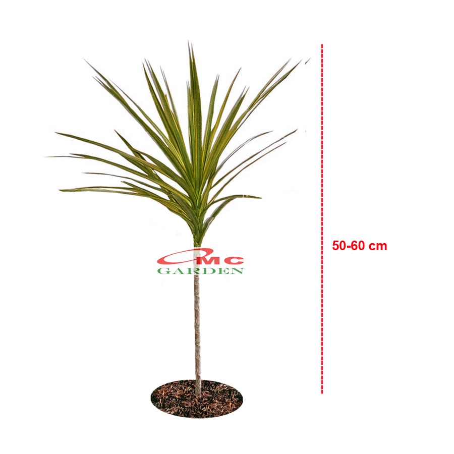 Tanaman Hias Dracaena Marginata Dragon Tree Tricolor Tri Color Merah Kuning Hijau Putih 5060