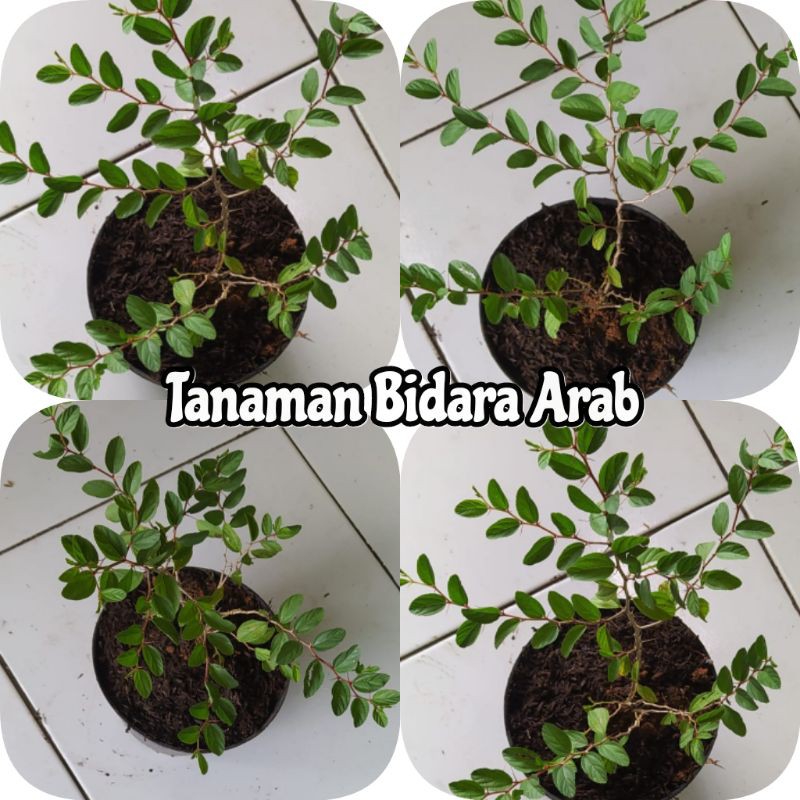 TANAMAN HERBAL BIDARA ARAB ASLI | RIMBUN | DAUN TEBAL