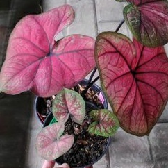 caladium red dragon anakan