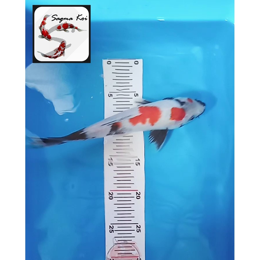 Koi Showa Lokal Blitar 30 CM