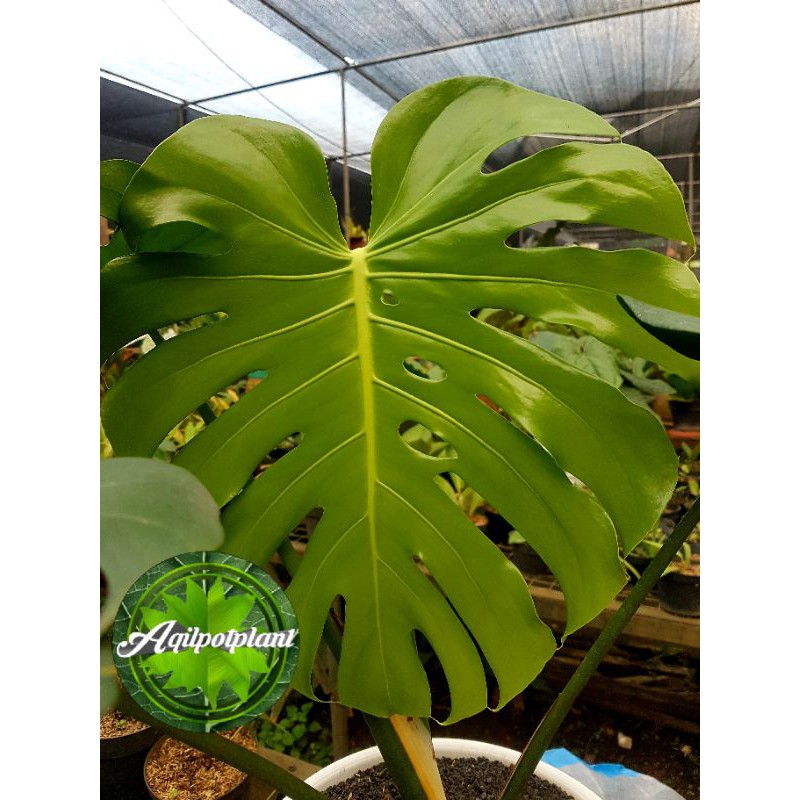 Monstera King Deliciosa