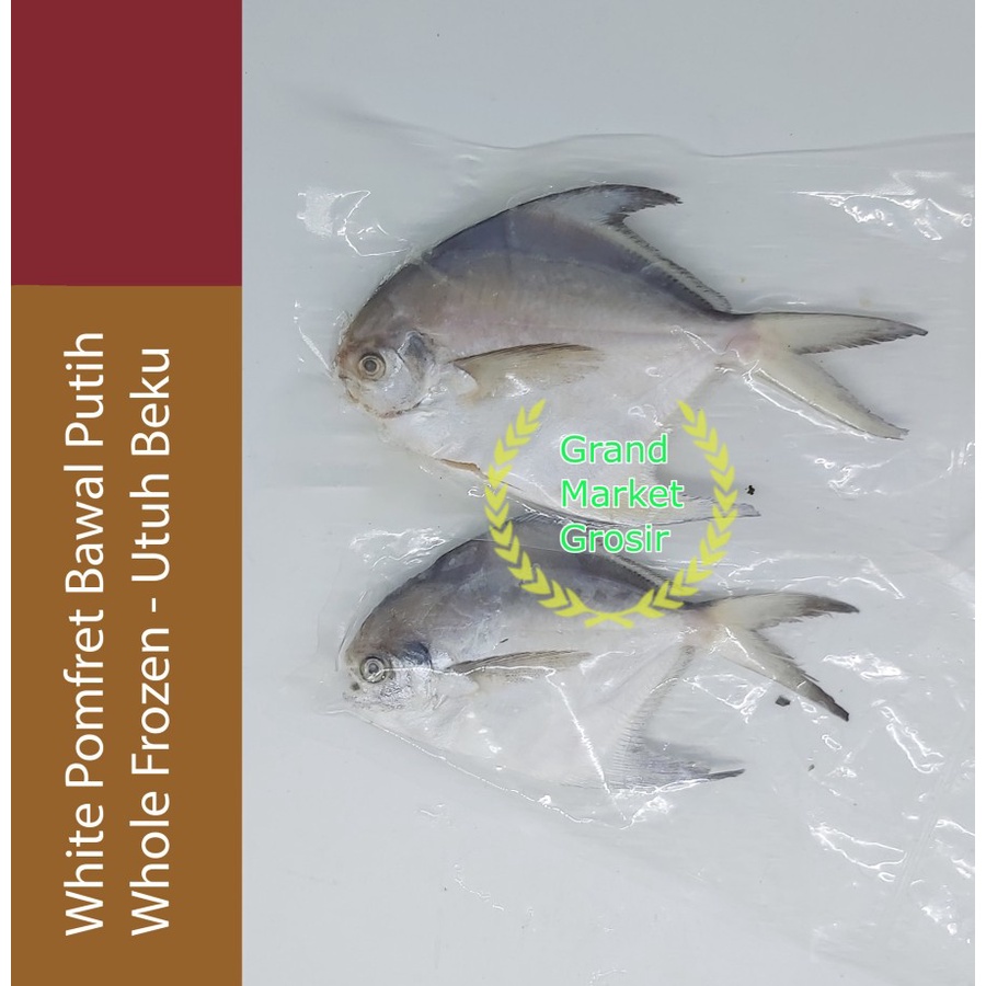 

Ikan Bawal Putih White Pomfret Fish Frozen Whole Premium Export Grade