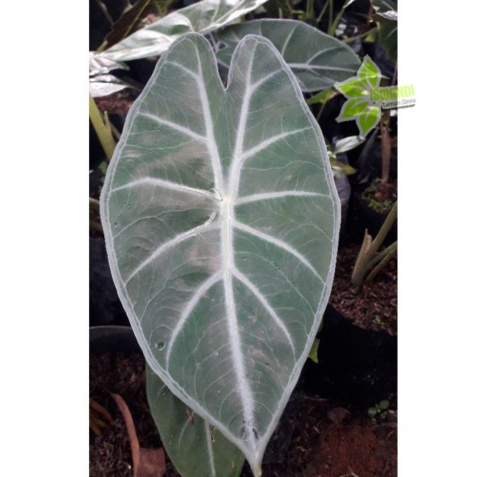 KELADI KUPING JERAPAH / TANAMAN KELADI KUPING JERAPAH / ALOCASIA LOWII / BUNGA KELADI KUPING JERAPAH