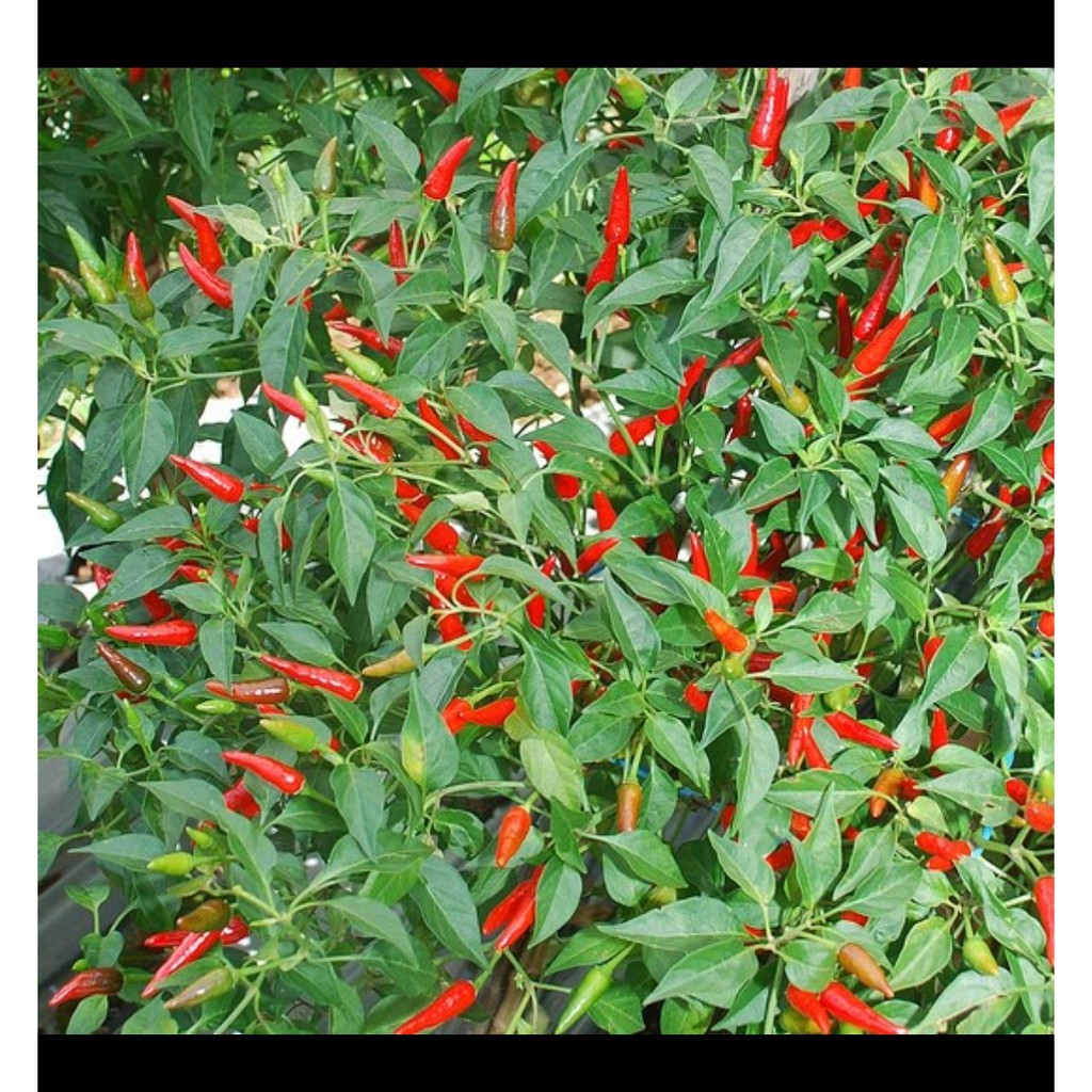 ID BENIH PANAH MERAH - CABE RAWIT BARA