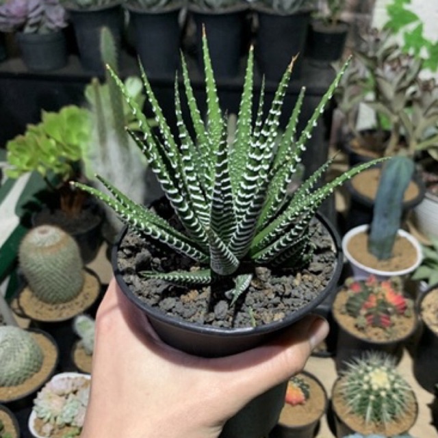 Haworthia Zebra