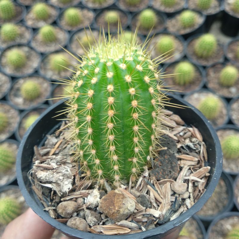 Echinopsis Spachiana | DP 10 Cm | Kaktus