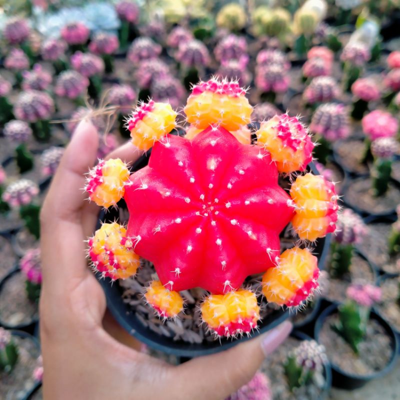 kaktus gymno import korea merah kuning