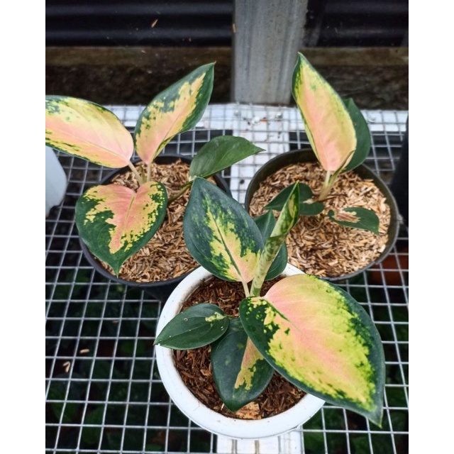 Anakan Aglonema Sultan Brunei