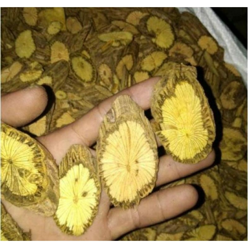 

Bajakah Akar Kuning