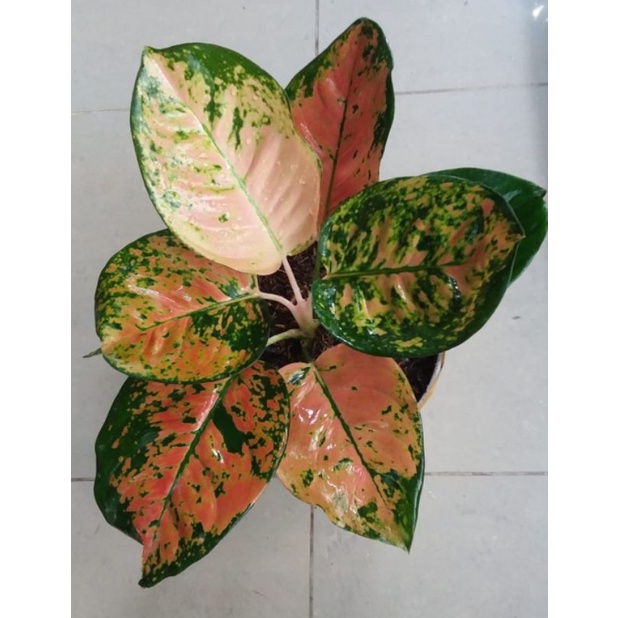 Bibit bonggol aglonema kochin ebony spesial